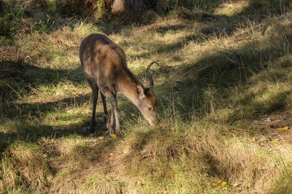 Genç arka doe Kızıl geyik sonbahar sonbahar orman manzara resim — Stok fotoğraf