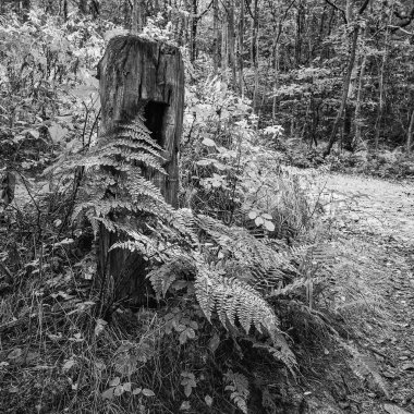 Siyah beyaz manzara ormanlık Tortum içinde güzel tonda