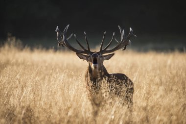 Açık grasss f böğürüyordu görkemli Kızıl geyik geyik cervus elaphus