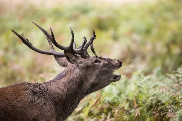 Fenséges erős gímszarvas legénybúcsúztatón Cervus Elaphus-erdei táj — Stock Fotó