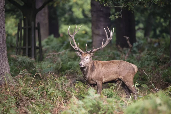 雄大な強力なレッド ・ ディア フォレストの風景の Cervus の Elaphus の雄鹿します。 — ストック写真