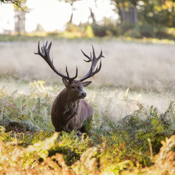 Majestatyczne jelenie potężny stag Michigan w otoczeniu lasu — Zdjęcie stockowe