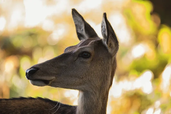 Приголомшлива задніх червоних оленів шийка елафа в сонячному світлі фо — стокове фото