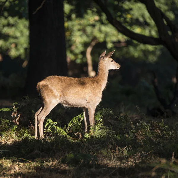 Splendido cervo cervo rosso cervo elafo in luce solare tamponata fo — Foto Stock