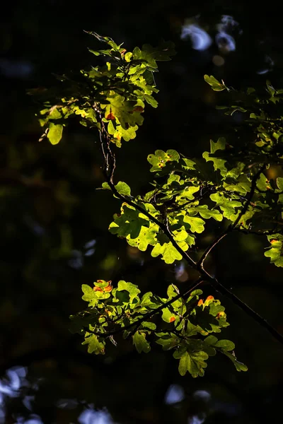 Bela árvore de carvalho de bolota na paisagem florestal com sunlig dappled — Fotografia de Stock