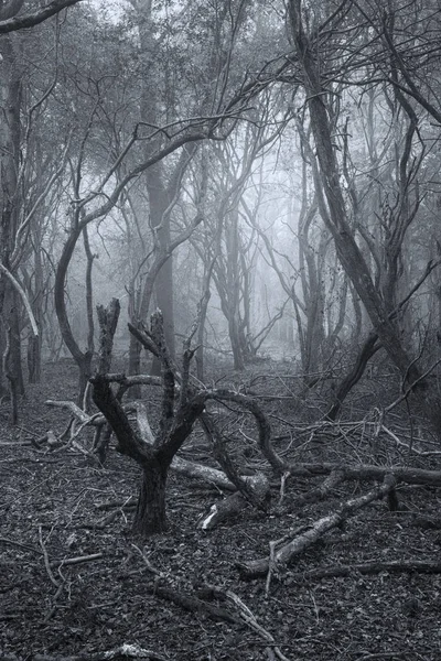 Espeluznante paisaje espeluznante del bosque muerto de Halloween con fondo de niebla — Foto de Stock