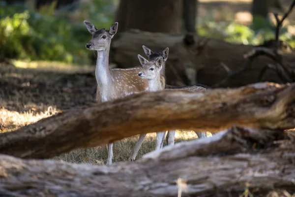 Hermoso ciervo de poca profundidad con dos terneros jóvenes en el bosque l —  Fotos de Stock