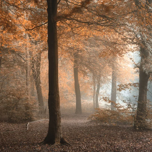 Splendido colorato lunatico vibrante autunno Autunno nebbioso paesaggio forestale — Foto Stock