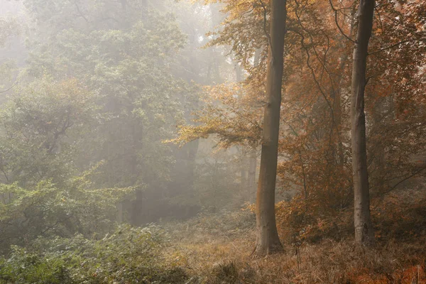 Stagioni che cambiano dall'estate all'autunno Concetto autunnale mostrato in — Foto Stock