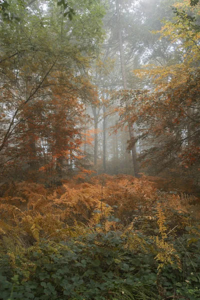 Konzeptionelles Landschaftsbild des Sommers, der im Wald zum Herbst wird — Stockfoto