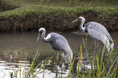 Doğal Beyaz enseli vinç kuş Çin'den portresi