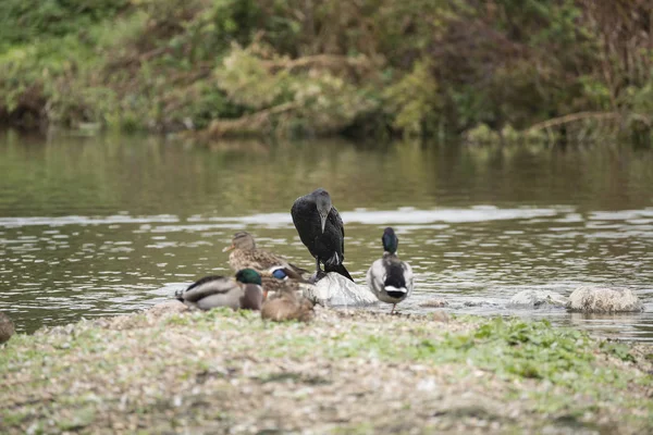 Belle image de Cormoran Phalacrocoracidae écartant les ailes i — Photo