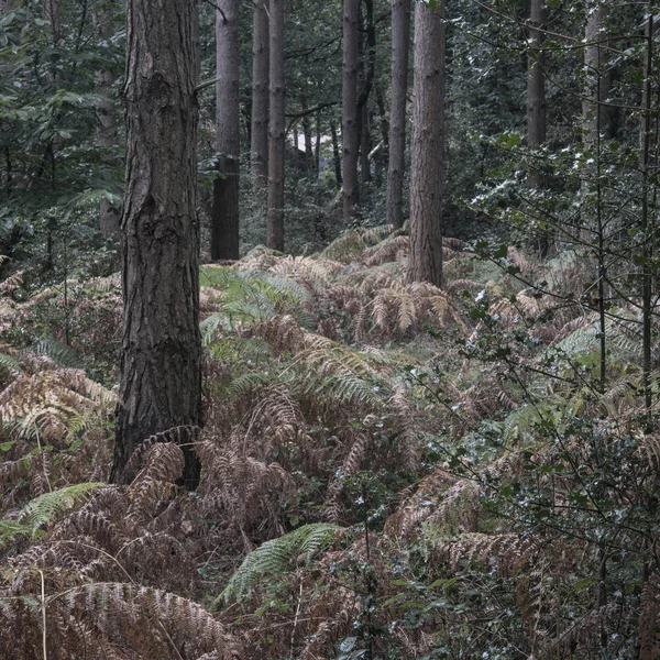 가을에 멋진 대기 숲 풍경 이미지 — 스톡 사진