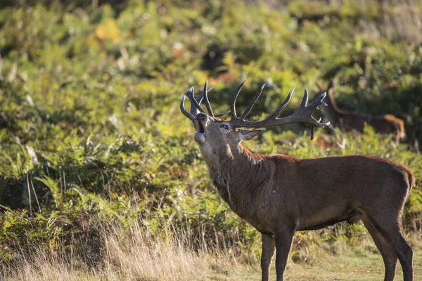 Majestic powerful red deer stag Cervus Elaphus in forest landsca — Stock Photo, Image