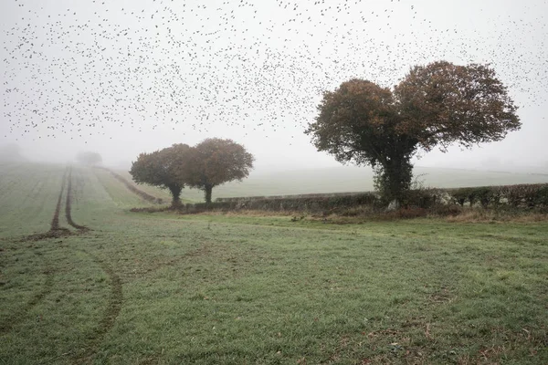 Murtmuration szpak w mglisty poranek jesienią mglisty krajobraz w — Zdjęcie stockowe