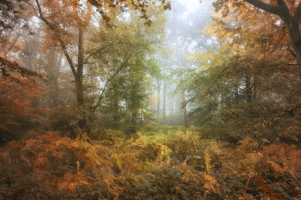 Prachtige kleurrijke humeurig levendige Autumn Fall foggy forest landsca — Stockfoto