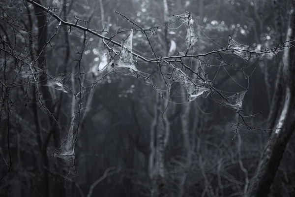Spooky scary Halloween döda skogen landskap med dimmigt ba — Stockfoto