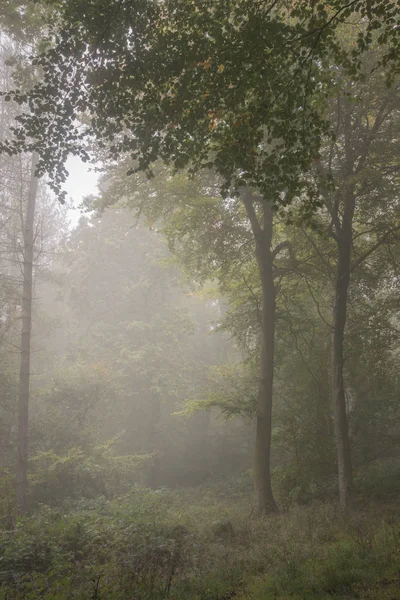 Stunning colorful vibrant evocative Autumn Fall foggy forest lan — Stock Photo, Image