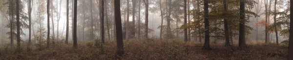 Büyük renkli panorama sisli sonbahar sonbahar orman manzara — Stok fotoğraf