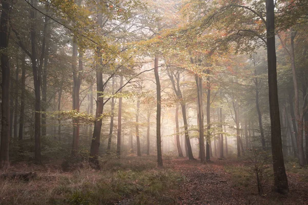 Ошеломляющий красочный ярко-выразительный осенний туманный лес Ян — стоковое фото