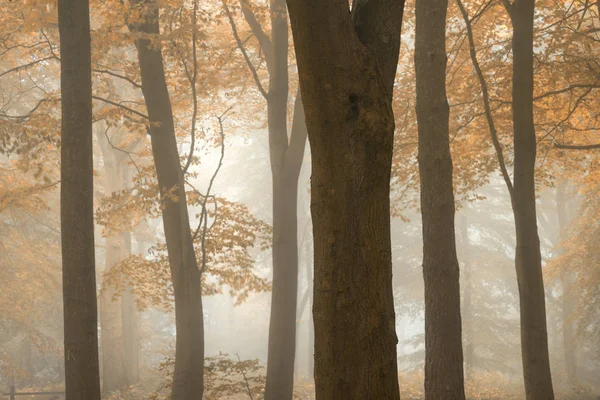 Atemberaubend bunt lebendig evokativ Herbst Herbst neblig Wald lan — Stockfoto