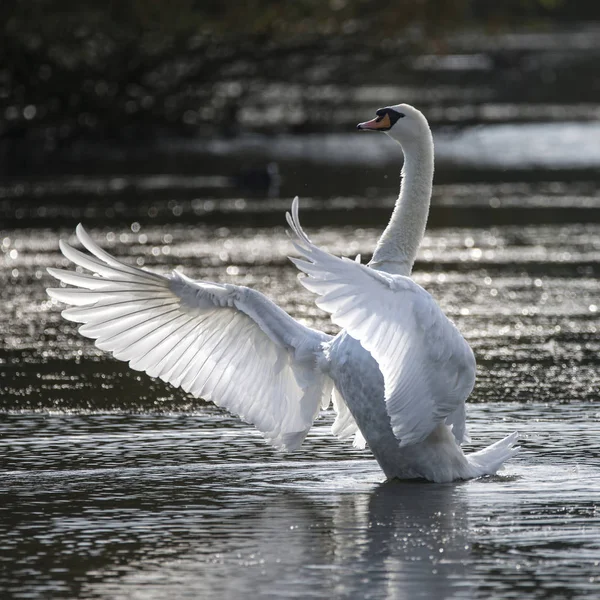 Graceful beautiful mute swan cygnus olor stretches it's wings on — Stock Photo, Image