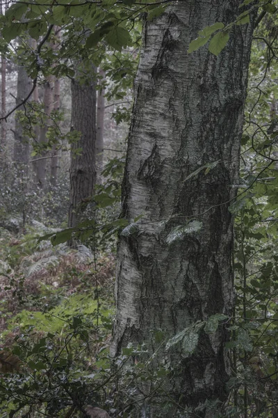 Чудове атмосферне зображення ландшафту лісу восени — стокове фото
