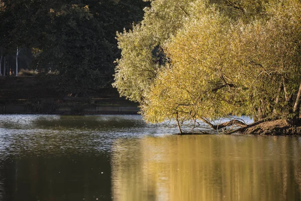 Kaunis värikäs maisema kuva kultaisesta syksystä Fall puut r — kuvapankkivalokuva