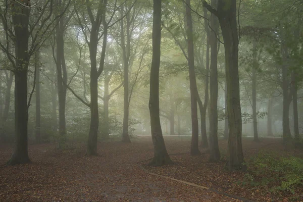 Lenyűgöző színes hangulatos élénk alá őszi táj ködös erdő — Stock Fotó