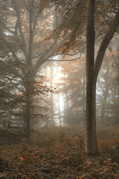 Çarpıcı renkli huysuz canlı sonbahar sonbahar sisli orman landsca — Stok fotoğraf