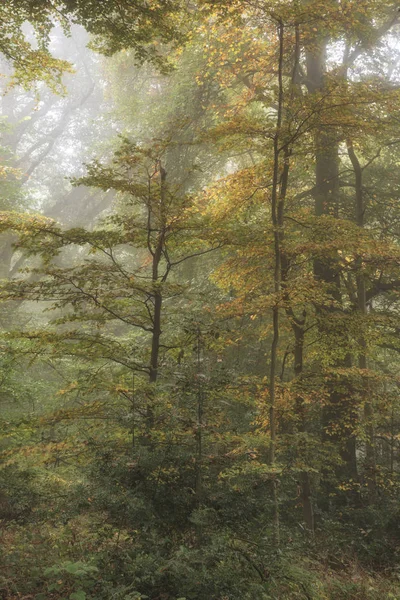 Stunning colorful vibrant evocative Autumn Fall foggy forest lan — Stock Photo, Image