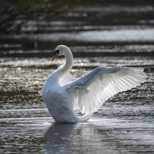 Wdzięku piękny łabędź niemy cygnus olor rozciąga się jego skrzydła na — Zdjęcie stockowe