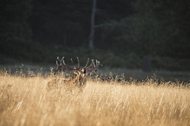 Açık grasss f böğürüyordu görkemli Kızıl geyik geyik cervus elaphus