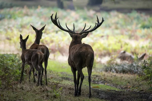 Beautiful Family group herd of red deer stag cervus elaphus duri — Stock Photo, Image