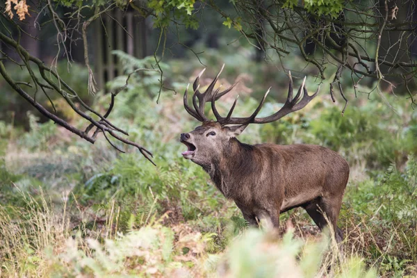 Fenséges erős gímszarvas legénybúcsúztatón Cervus Elaphus-erdei táj — Stock Fotó