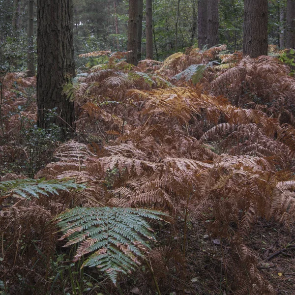 秋天秋天美妙的大气森林景观形象 — 图库照片