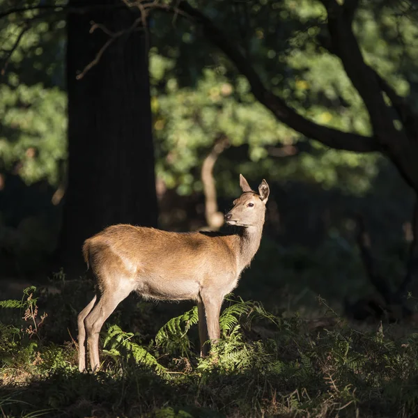 Stunning hind doe red deer cervus elaphus in dappled sunlight fo — Stock Photo, Image