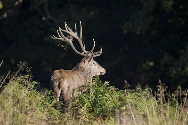 Majestátní jeleni silný pánský Cervus Elaphus v lese landsca — Stock fotografie