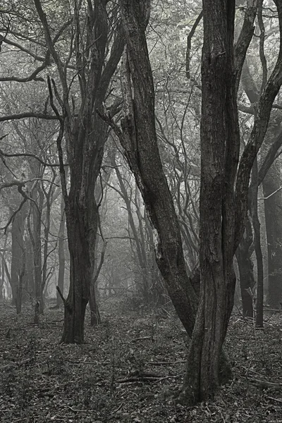 Espeluznante paisaje espeluznante del bosque muerto de Halloween con fondo de niebla — Foto de Stock