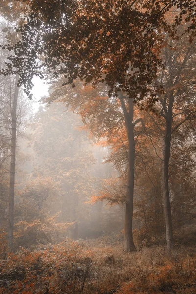 Stunning colorful vibrant evocative Autumn Fall foggy forest lan — Stock Photo, Image