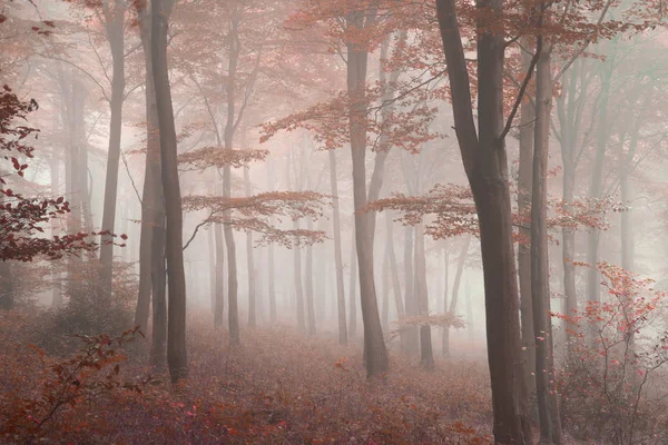 Приголомшливий барвистий яскравий збудник Осінь осінь туманний лісової смуги — стокове фото