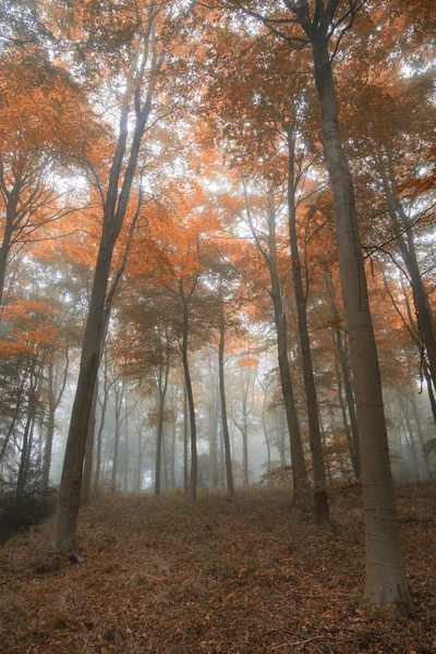 Prachtige kleurrijke levendige suggestieve Autumn Fall foggy forest lan — Stockfoto