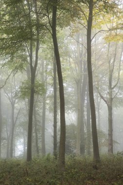 Sisli renkli canlı andıran sonbahar sonbahar çarpıcı orman lan