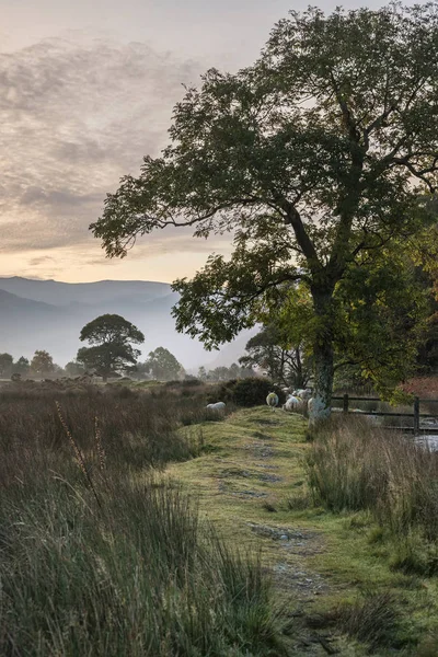 Hermosa niebla brumosa Otoño amanecer sobre el campo jalá —  Fotos de Stock