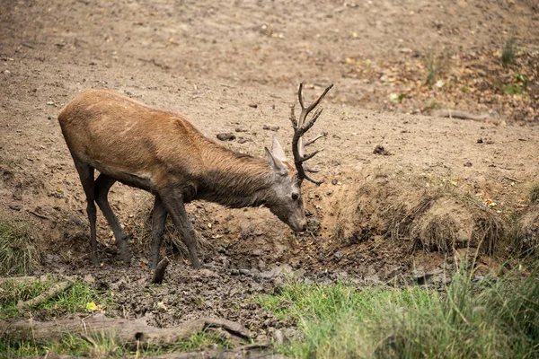 Red deer stag cervus elaphus tar en mudbath svalna på Aut — Stockfoto