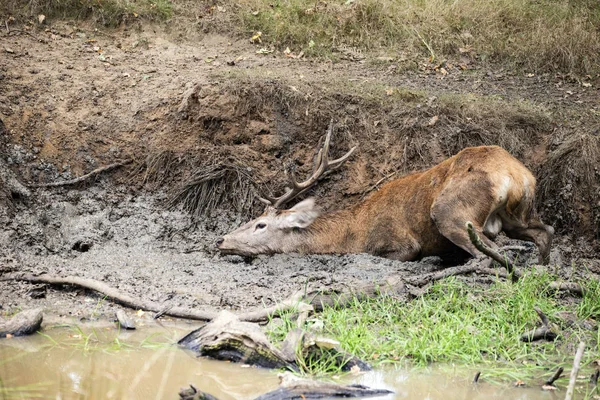 Cerf rouge cervus elaphus prend un bain de boue pour se rafraîchir sur Aut — Photo