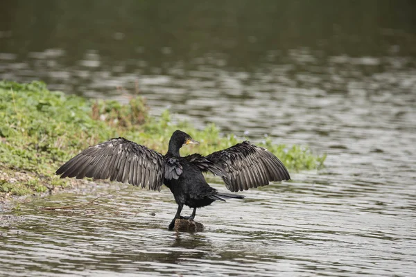 Mooi beeld van de verspreiding van de Aalscholver Phalacrocoracidae vleugels ik — Stockfoto