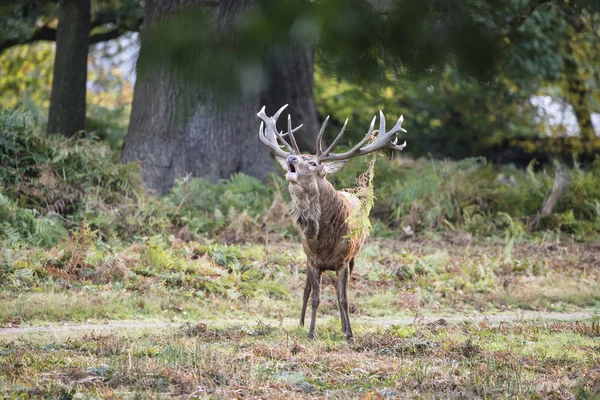 Majestic powerful red deer stag Cervus Elaphus in forest landsca — Stock Photo, Image