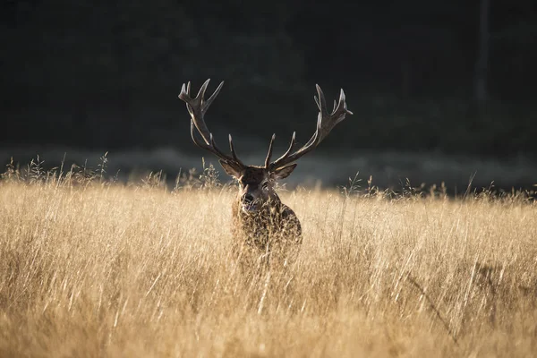 Majestátní jeleni jelena cervus elaphus řev v otevřených grasss f — Stock fotografie