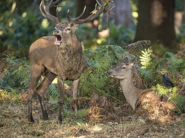 Kızıl geyik geyik ve hind arasında güzel samimi ihale an — Stok fotoğraf